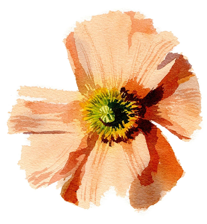 Fleurs Floues
